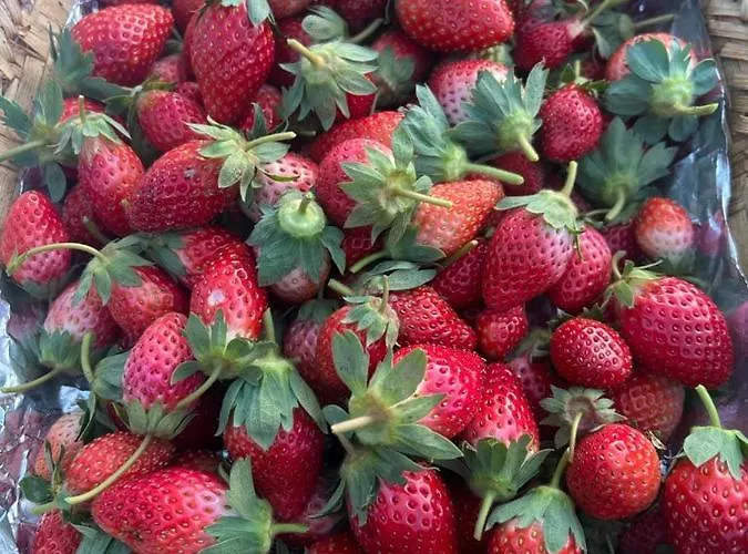 Prakriti And Organic Farm Pvt. Ltd. ファームステイ カトマンズ
