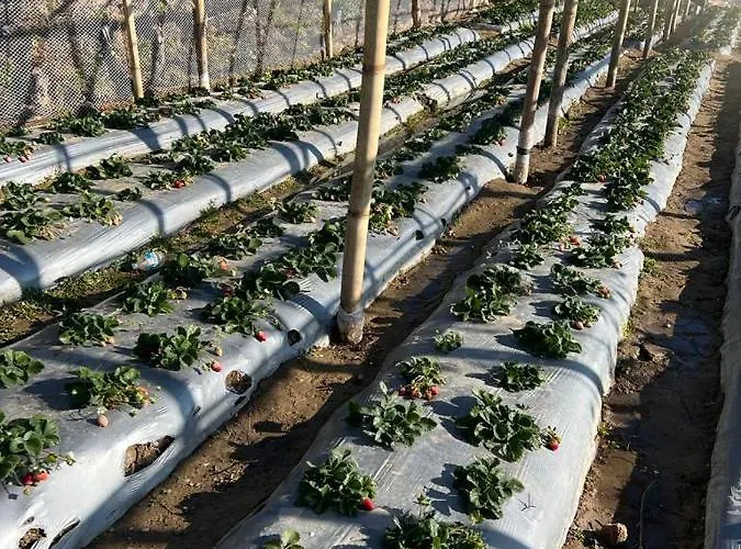 Prakriti And Organic Farm Pvt. Ltd. ファームステイ カトマンズ