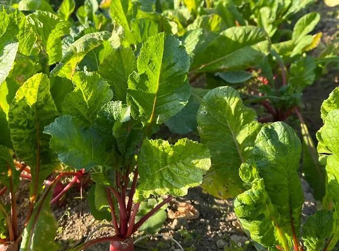 Prakriti And Organic Farm Pvt. Ltd. * カトマンズ