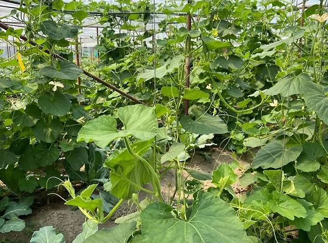 Prakriti And Organic Farm Pvt. Ltd. ファームステイ