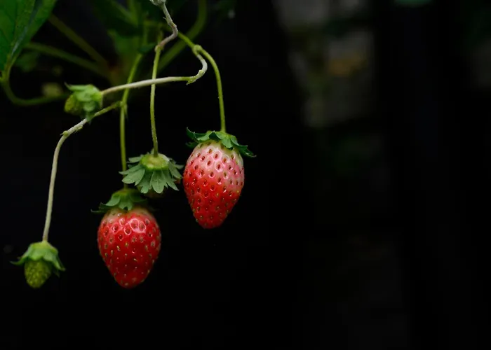 Prakriti And Organic Farm Pvt. Ltd. *