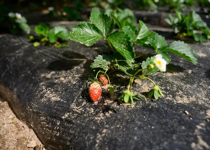 ファームステイ Prakriti And Organic Farm Pvt. Ltd. カトマンズ