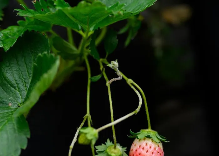 ファームステイ Prakriti And Organic Farm Pvt. Ltd. カトマンズ